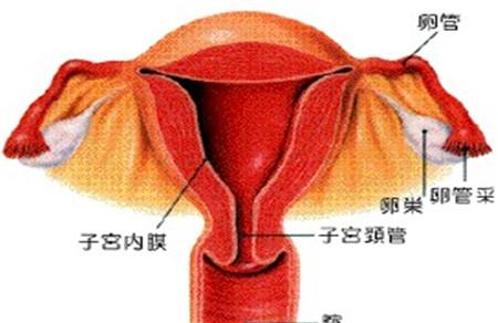 刮宫导致子宫内膜薄怎么办