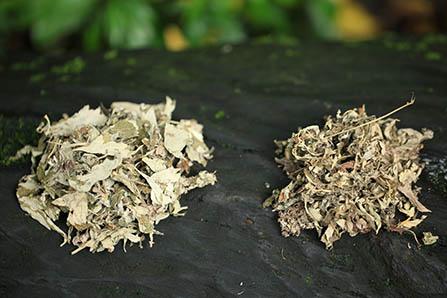 抗日小英雄潘冬子的故事