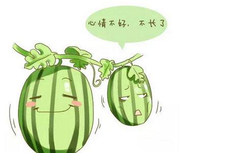 怀的明明是双胞胎，为什么只生下来一个？