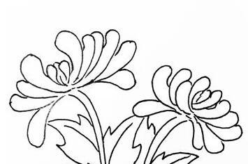 菊花简笔画步骤