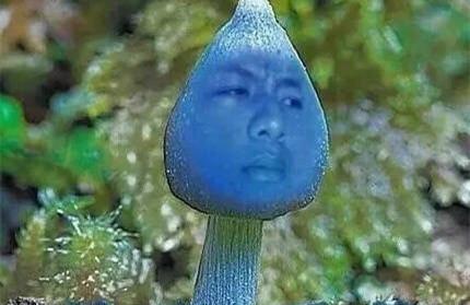 “蓝瘦香菇”什么梗？不知道就out了！