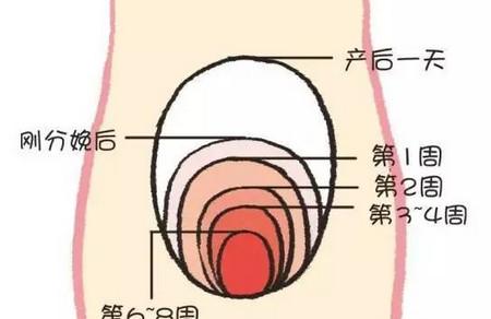 产后子宫恢复时间表新妈妈不可错过