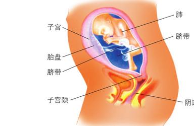 “八斤的大胖小子”到底好不好？——巨大胎儿（上）