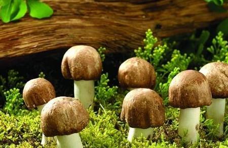 给宝宝准备一顿鲜美营养的蘑菇餐吧！