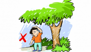 大树下躲雨很危险