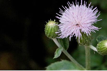 几个月宝宝大便成形