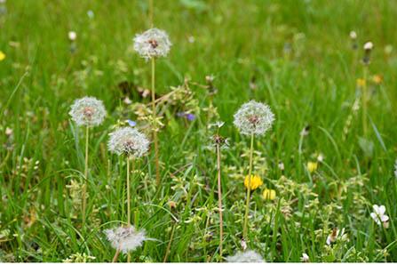 坐月子甲鱼炖什么好吃