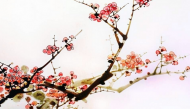 梅花的画法