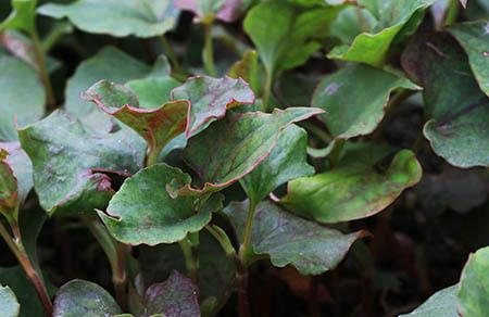 宝宝花生粥的做法