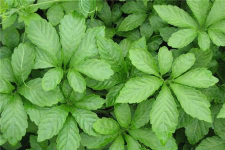 绞股蓝多少钱一斤