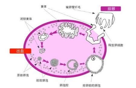 想要宝宝？先学会监测排卵！