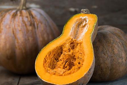 为什么蝉会唱歌的故事