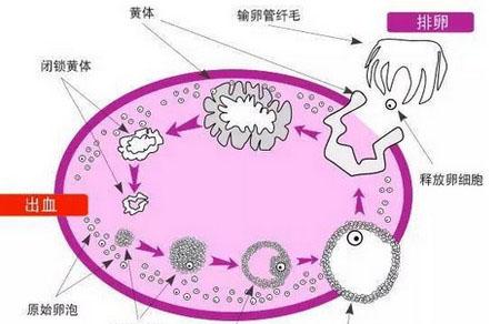 几亿人知道“某嘉蛋疼”，却没人知道女人也会“蛋疼”！