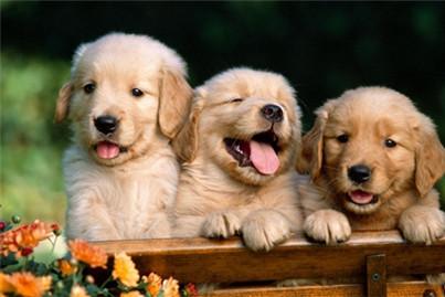 给狗狗起名字大全