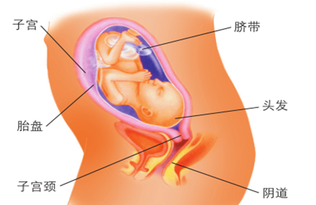 怀孕5个月胎儿图