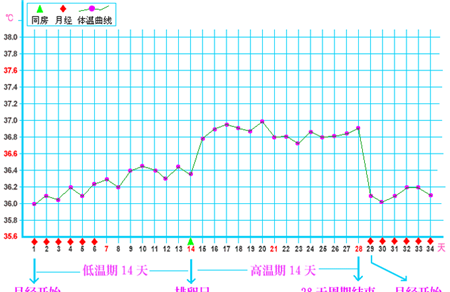 基础体温曲线图
