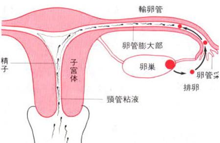 输卵管检查多少钱