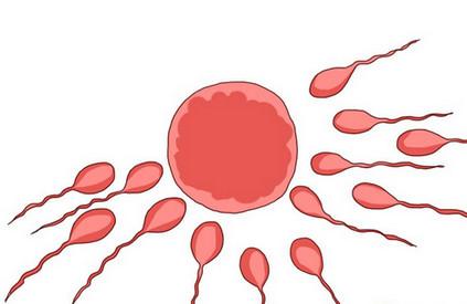 关于精子,竟然还有4大“误区”!