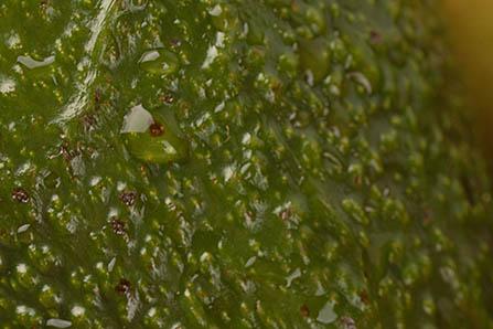 宝宝身高体重标准表2017