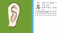 耳朵