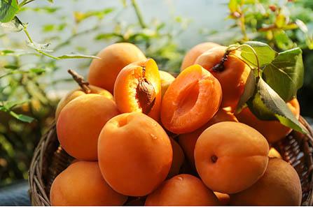 发财树观察日记