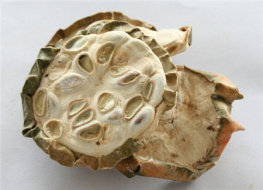 瓜蒌怎么做能治咳嗽