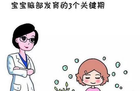 胎宝宝脑部发育的3个关键期，好好把握，培养出聪明宝宝！