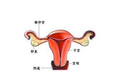 子宫前位、后位、水平位，到底啥意思？一次性帮你搞清楚！