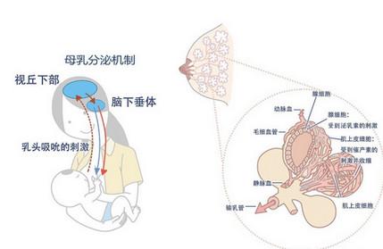 混合喂养：想要提高母乳质量？注重4个细节很重要！