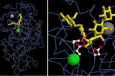 碱性磷酸酶的作用