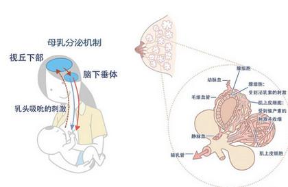 孕早期溢乳正常吗 孕早期溢乳该怎么办