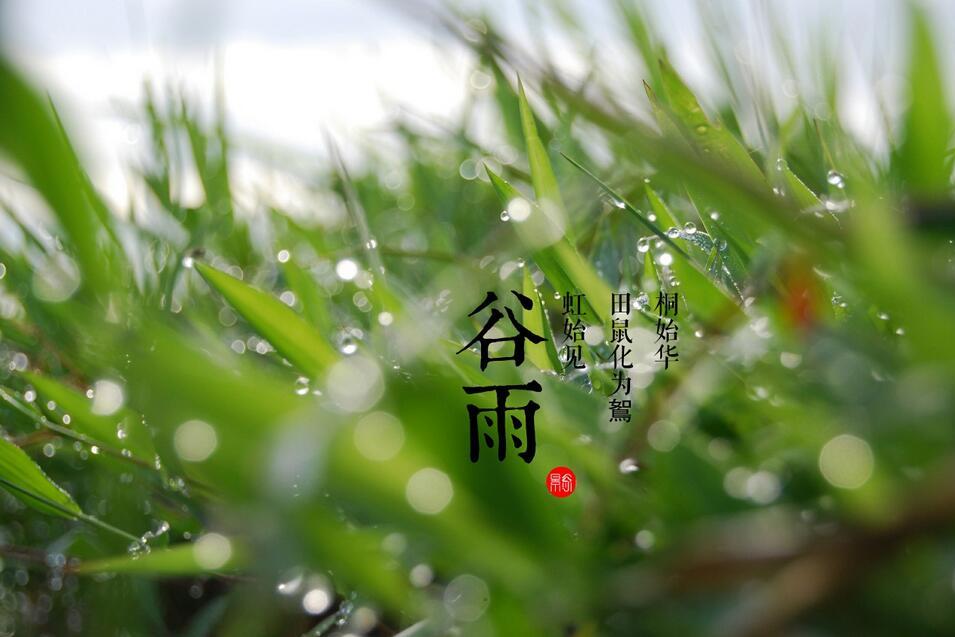 属鸡谷雨节气出生的人好不好