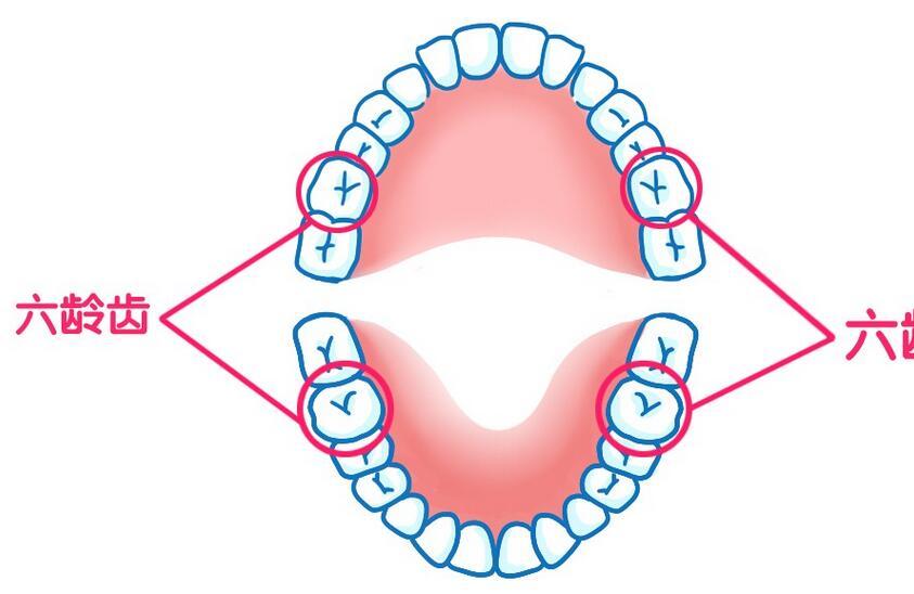 六龄齿什么时候长