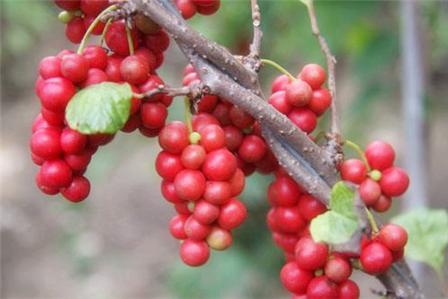 五味子怎么吃补肾