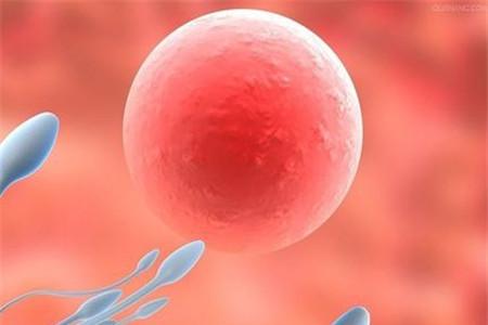 卵泡破了能存活多久