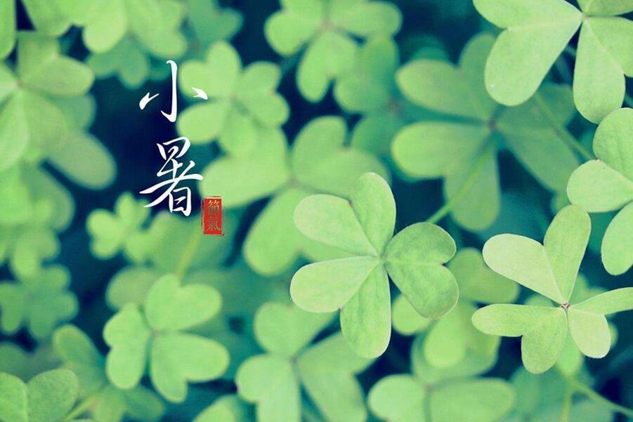 2017小暑出生的鸡宝宝好不好