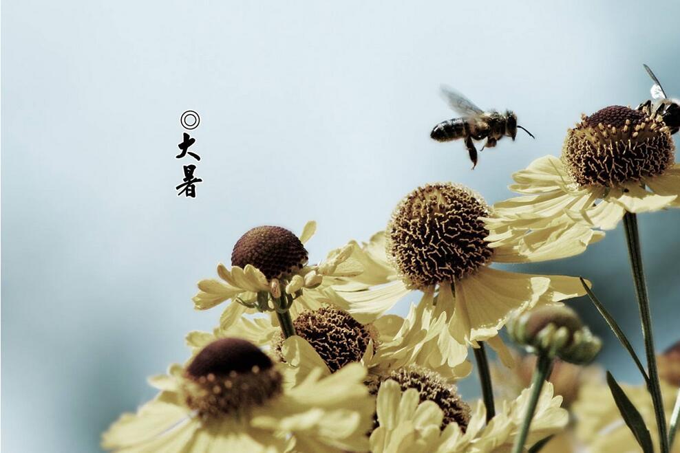 大暑出生的孩子好不好