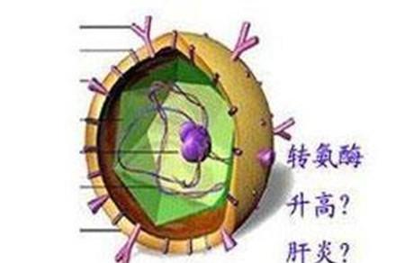 转氨酶对高考有什么影响