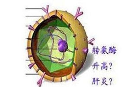 转氨酶对高考有什么影响