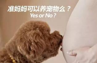 孕期不能饲养宠物？被犬咬伤，孕期能否注射狂犬症疫苗？