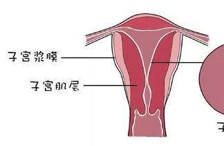女性子宫里有一层“膜”，你知道它多厚最容易怀孕吗？