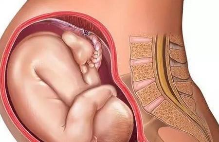 胎儿成长发育过程图 详解胎宝宝在肚肚里的成长过程