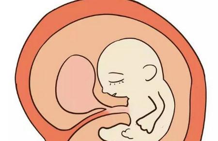 胎儿的屎尿都去哪里了，孕妈有想过么？