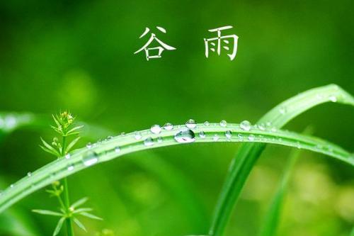谷雨前后种什么蔬菜