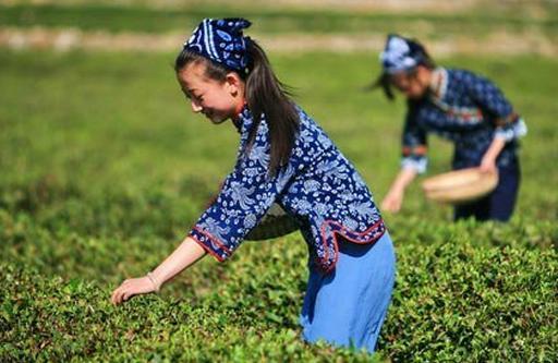 谷雨茶和明前茶哪个好
