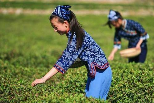 谷雨茶和明前茶哪个好
