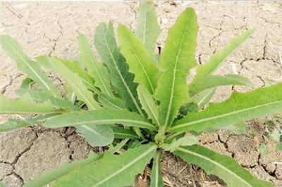 小满节气吃什么