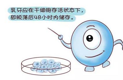 网传孩子的乳牙别乱扔有大用途，是真的么？