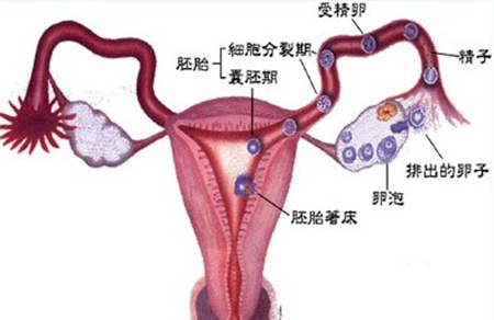 输卵管堵塞可以怀孕吗