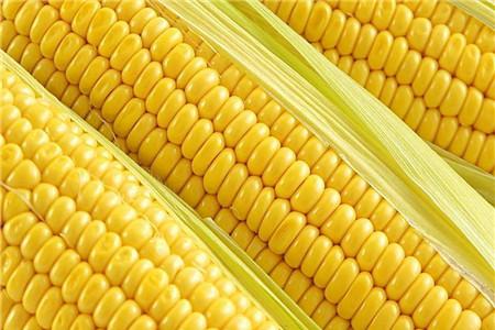 湿气重可以吃玉米吗